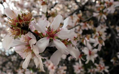 Almond Blossom