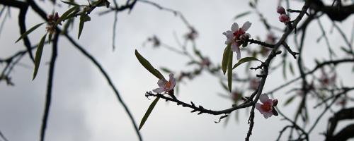 Blossom in Feb